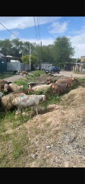 Қой баран сатылады