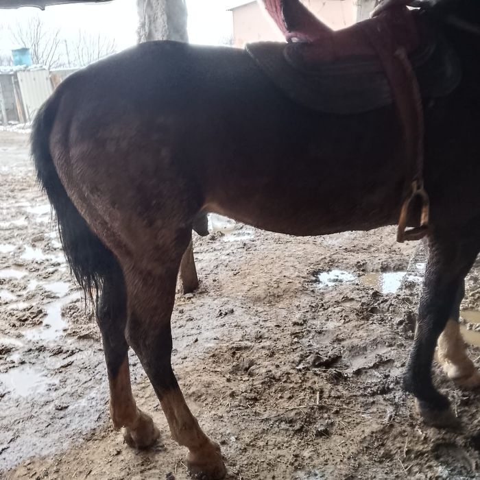 Кокпар шабатын айгыр сатылады