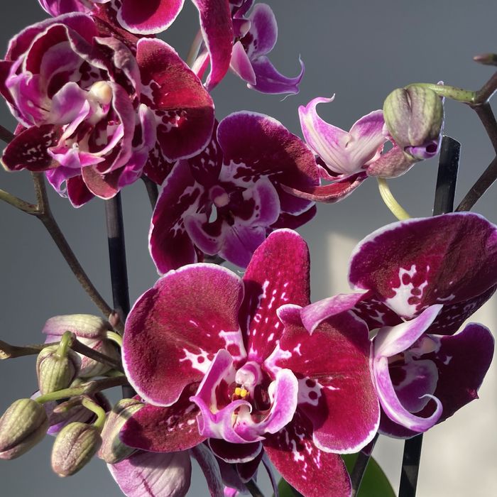 Орхидея, орхидеи! Высокие! На подарок!