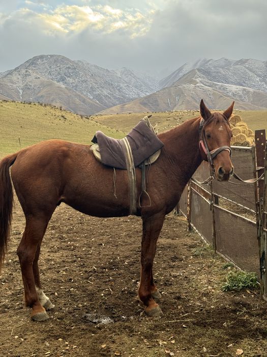 Қойшы керек (тұрақты жұмыс)