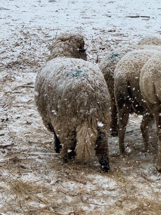 Vand berbecut rasa tigaie