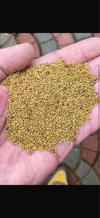 Vand seminte de lucerna