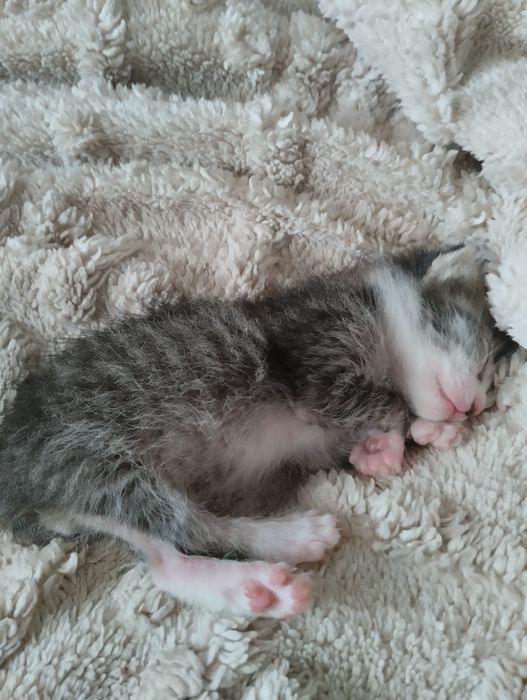 Отдаю котят в добрые руки