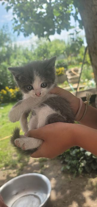 Котята в добрые руки.