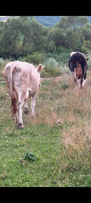 3 juninci la prima fătare