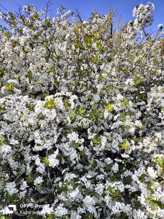 Продам дачу  общество Оптимист