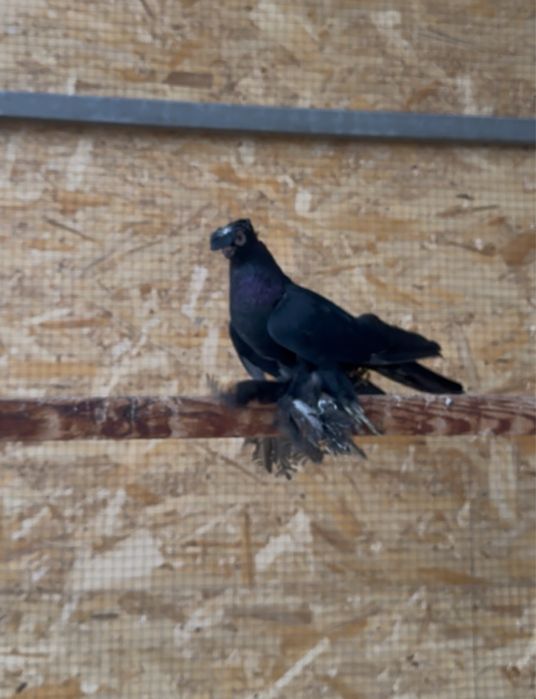 Продается голуби