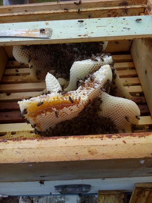 Мёд качество супер с собственной пасеки.