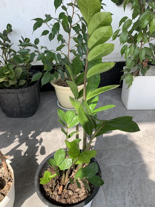 Комнатные цветы