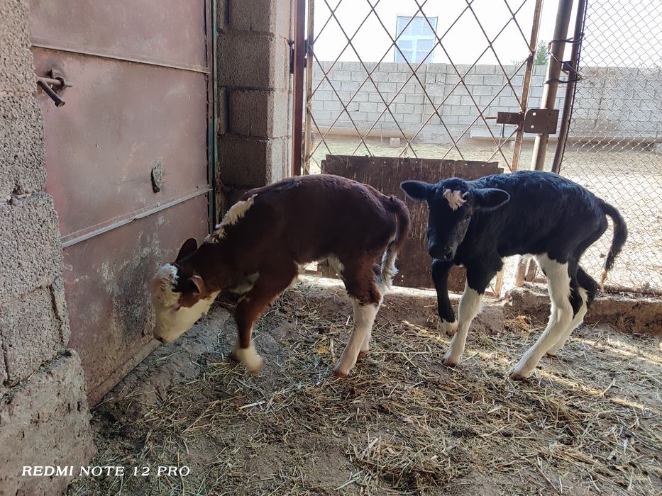 Бұзау сатылады екеуіде ұрғашы