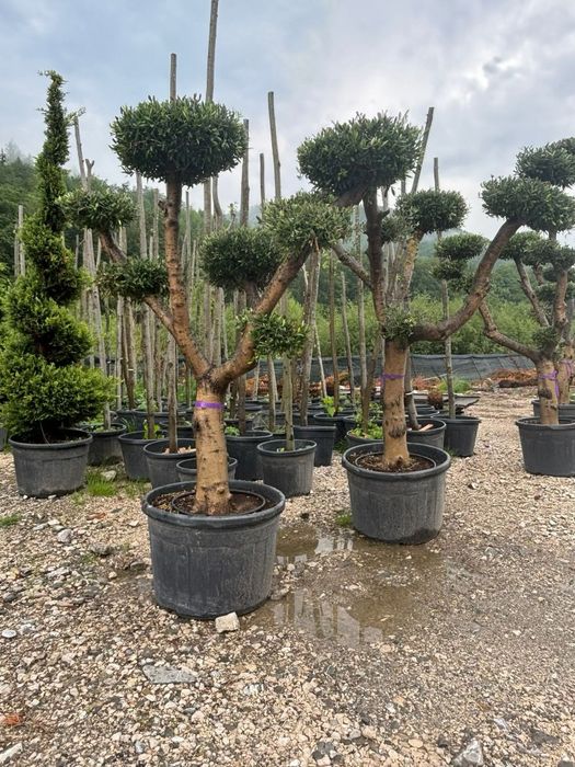 Măslini bonsai ,seculari
