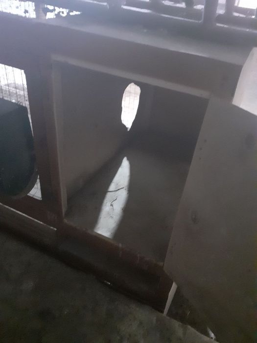 Quyon  uchun katak sotiladi