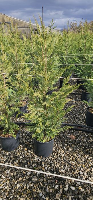 Leylandi verde - Leylandi gold ( ideal pentru gard viu)