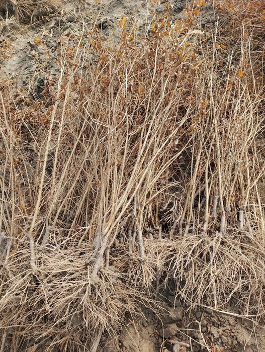 Anor koʻchat, Анор кочат