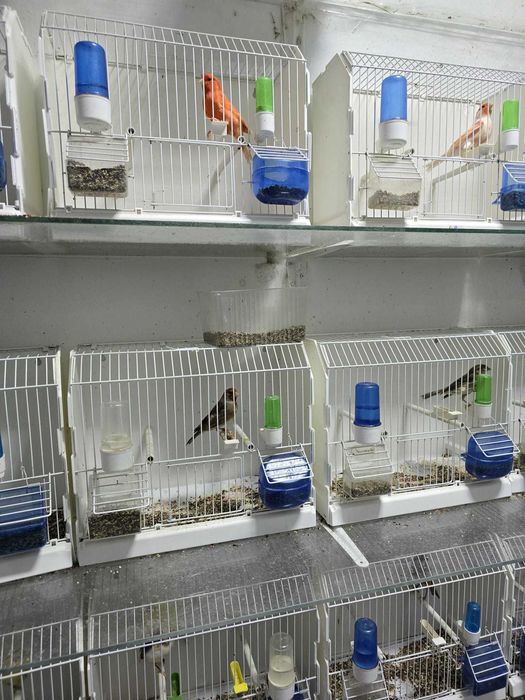 Canari de vanzare si hibrizi