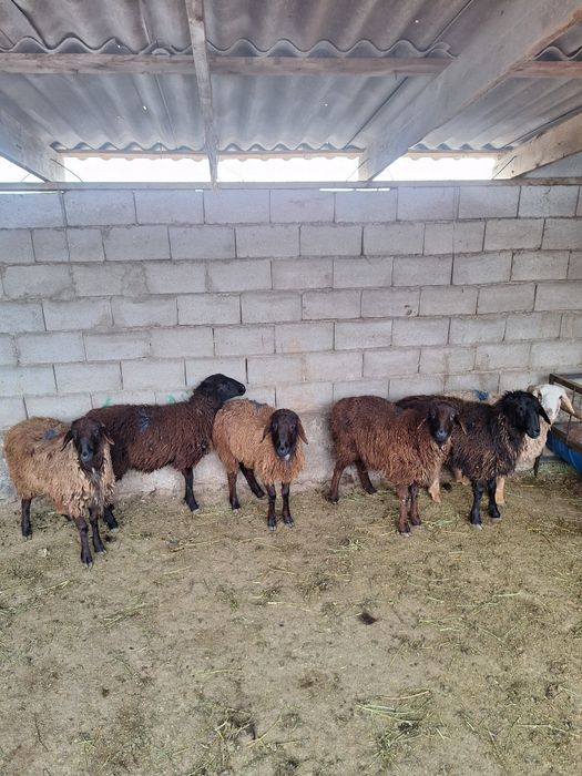 6 бас бордақы тоқтылар  сатылады.