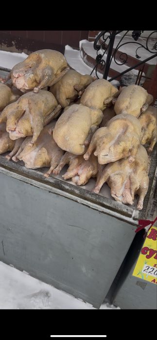 Гуси     домашние