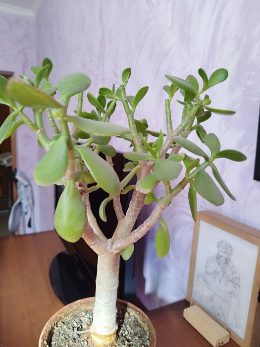 Продам комнатные цветы