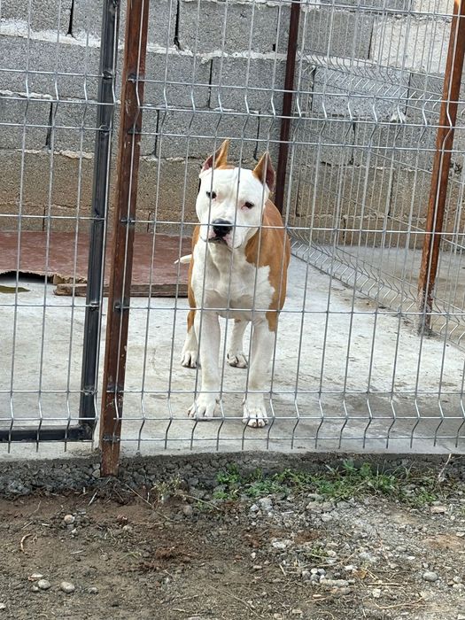 Подарява се мъжко куче – Амстаф