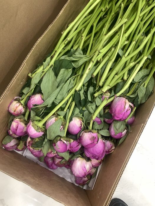 Пионы 200 шт, шикарные