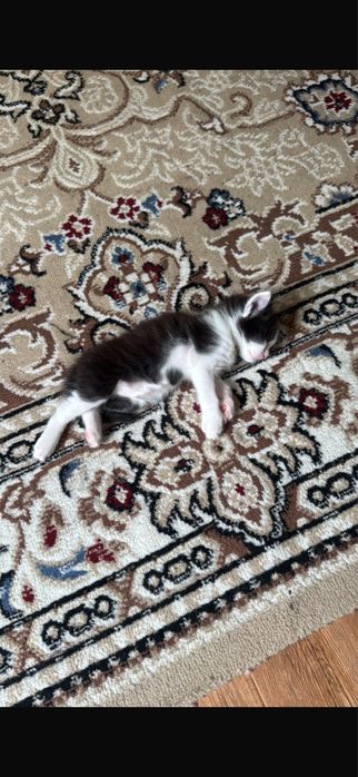 Отдам в доьрые руки котенка