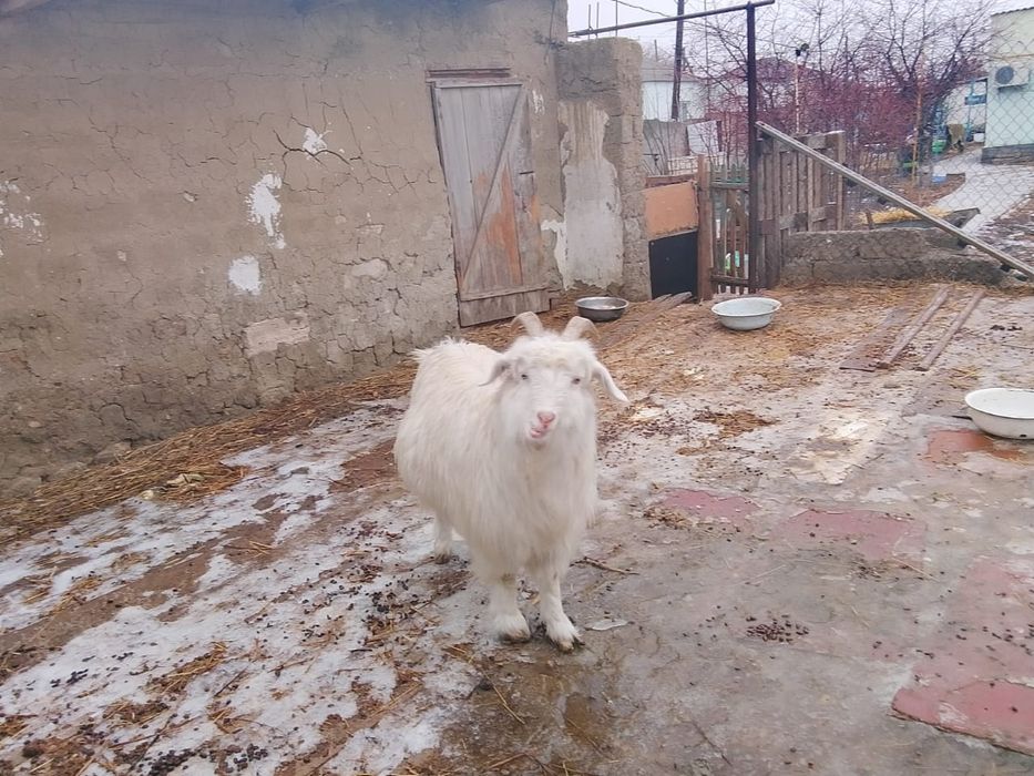 Еки ешки сатылады