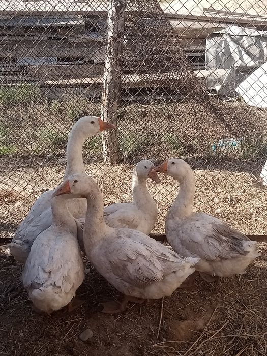 Продам 4 Гуси и  1 Гусак