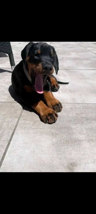 Doberman căței...