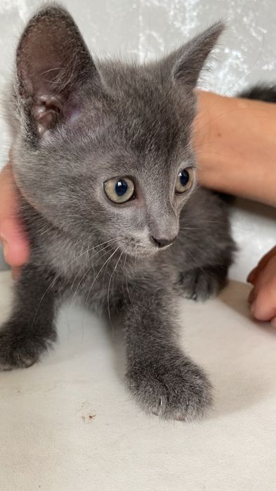Отдам котят в добрые руки!