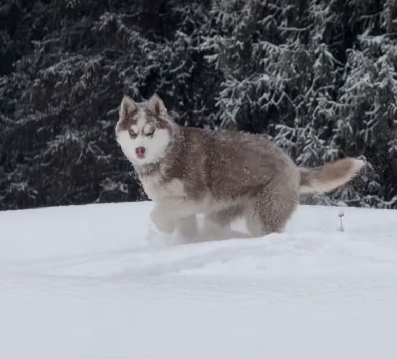 Сибирская хаски рыжая