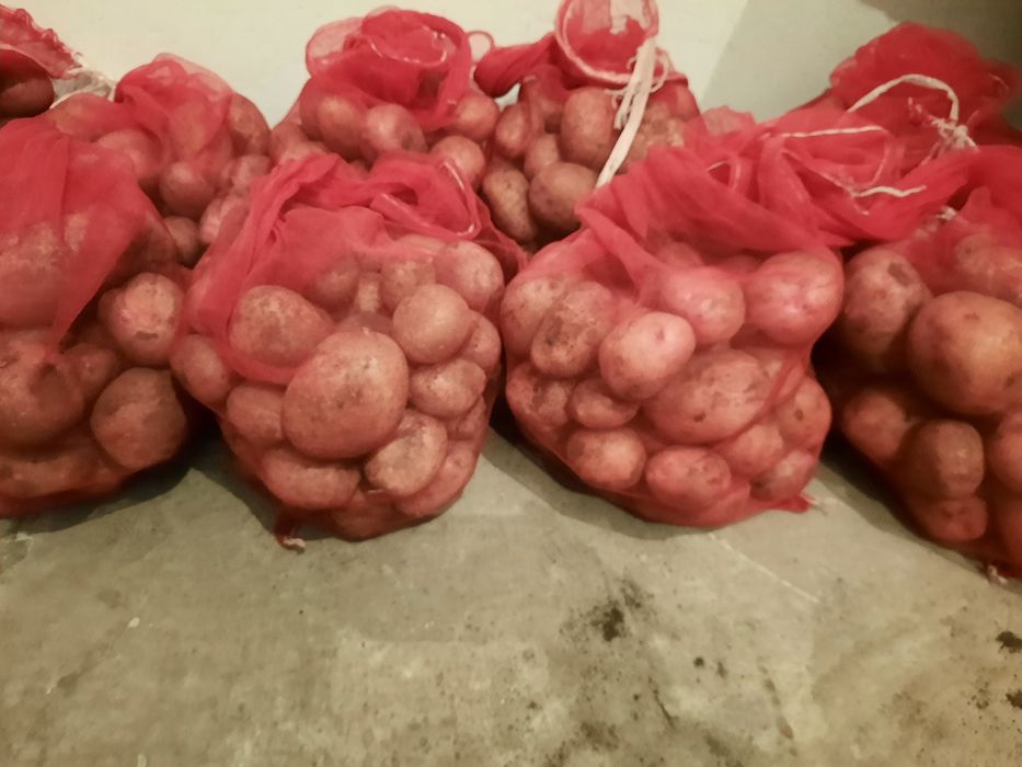 Продам домашний картофель