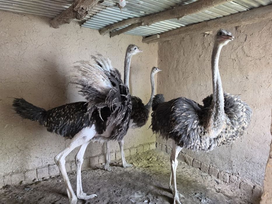 Tuya qushlar sotiladi 1.400$ yana kelishiladi 2tovuq 1ta Xoroz 9 oyli