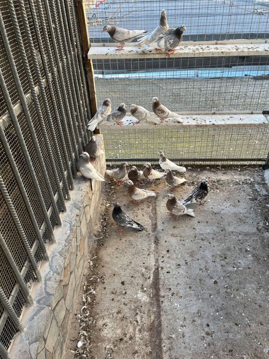 Пазарджишки високолетци