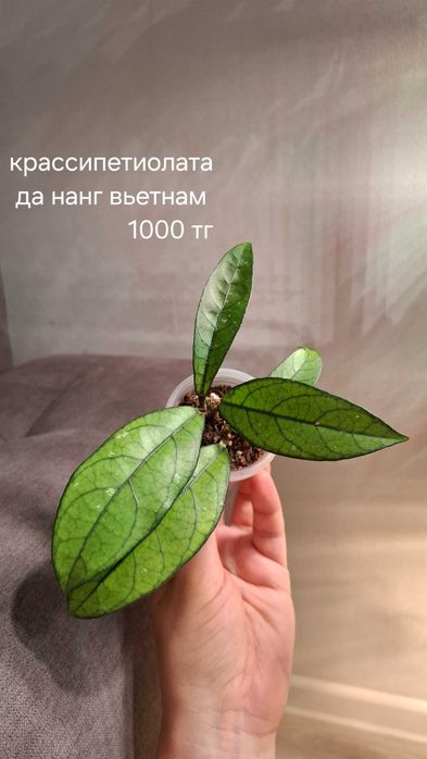 Продам укорененные хойи