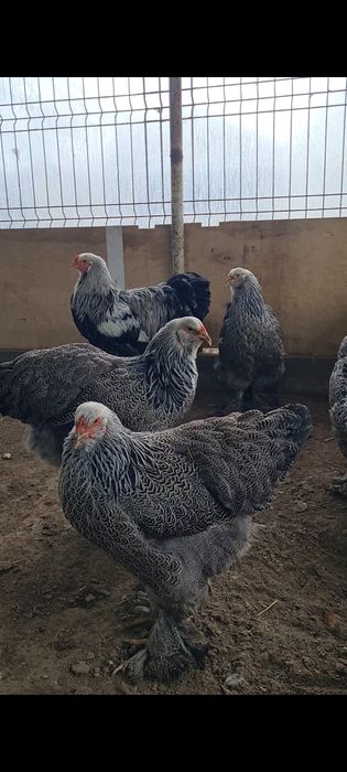 Familie brahma herminat inchis