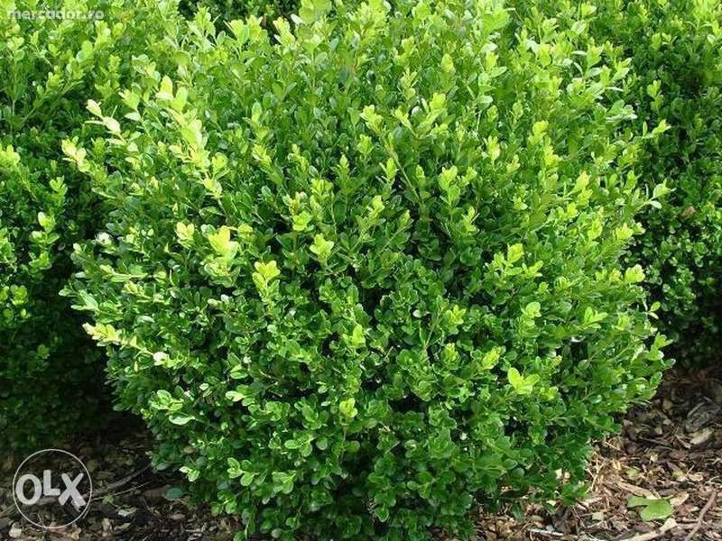 Producator Butasi plante ornamentale de gradina, Buxus, Tuya, Gard viu