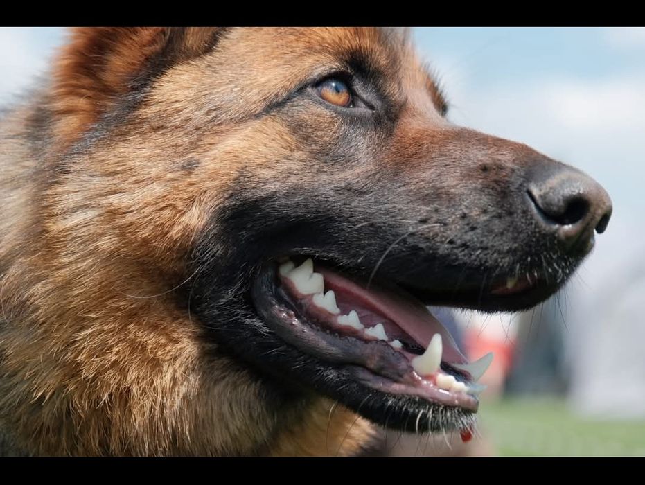 Ciobanesc german de vânzare