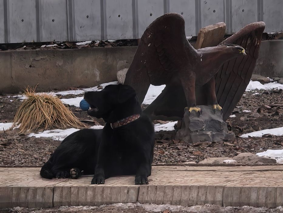 Лабрадор 8 месяцев