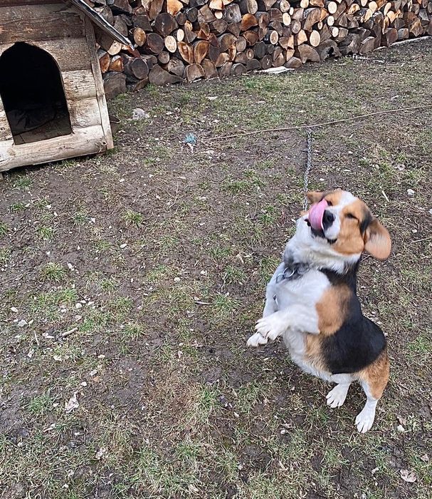 Cățeluș de vânzare