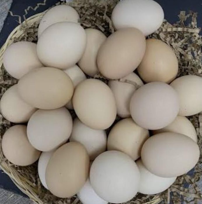 Куры не сушки Коралл