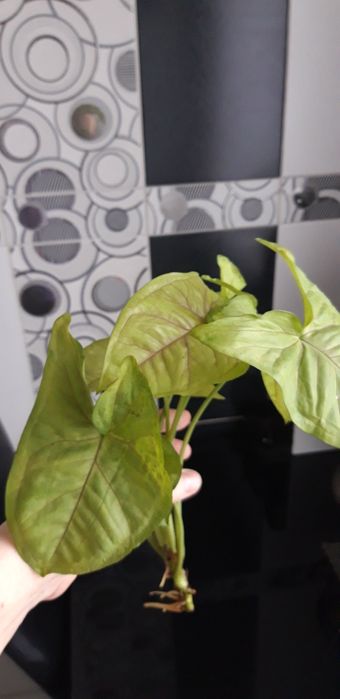 Сингониум Голд аллюжен срезы