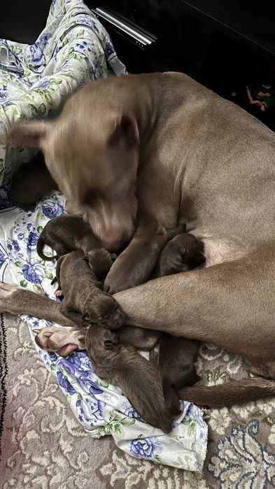 Продам чистокровных щенков питбуль Red Nose The red nose pit bull