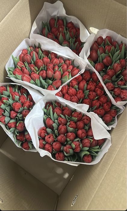 Тюльпаны оптом поставка с Голандий бронирование цветов