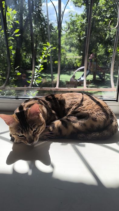 Пропал кот ... Бенгал ,мальчик.