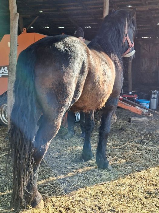 Vând armăsar de 4 ani