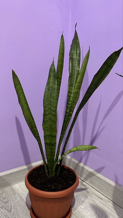 продам цветочки