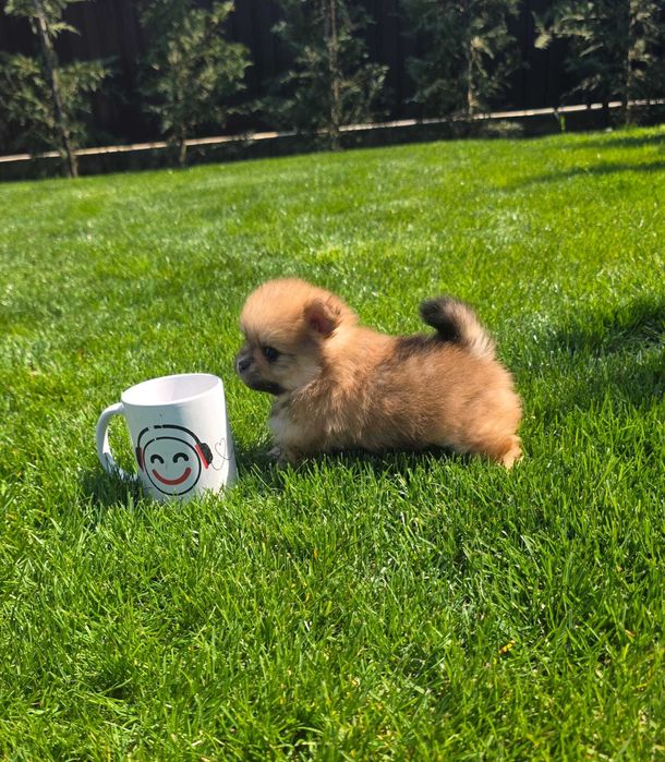 Puiut Pomeranian