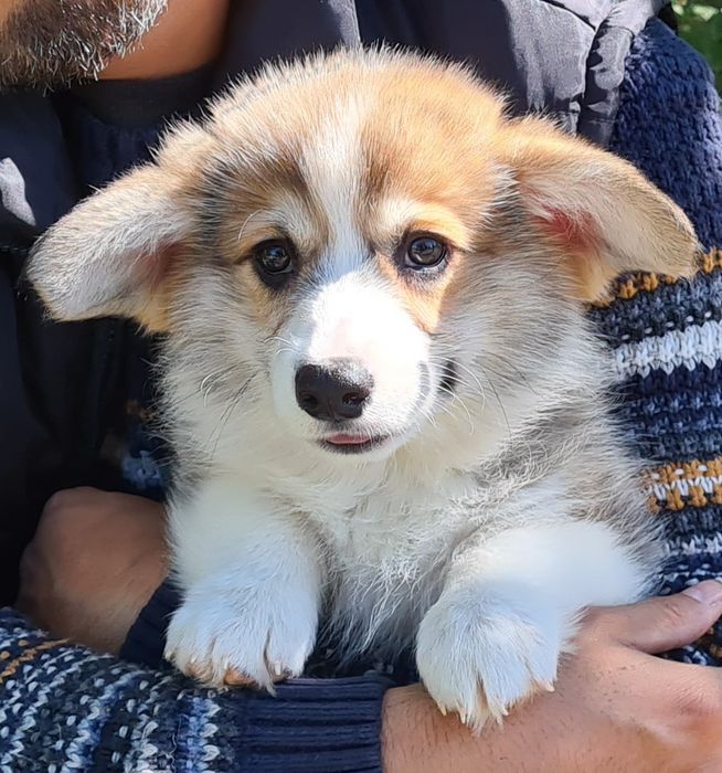 Продам щенков вельш корги пемброк.