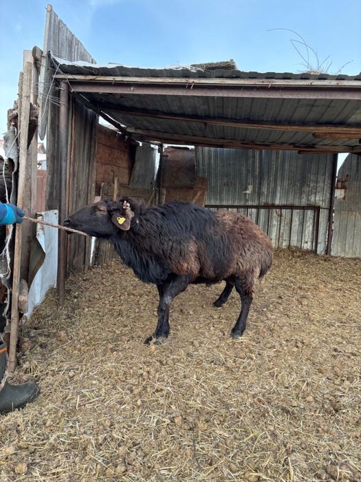 Продам барана обновления кровей