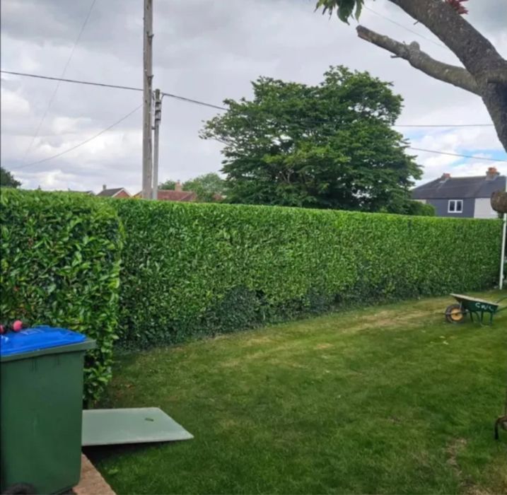 Toaletare copaci , gard viu , defrișare iarbă ..etc